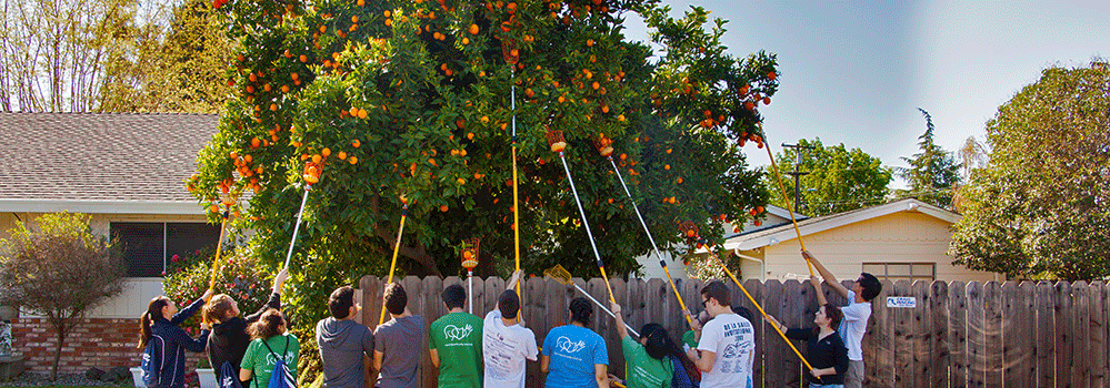 The Urban Farmers using fruit picker poles to harvest fruit