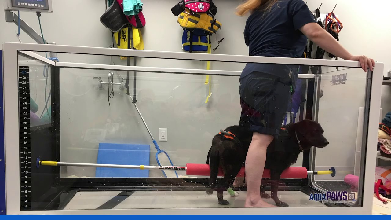 Canine physical therapy