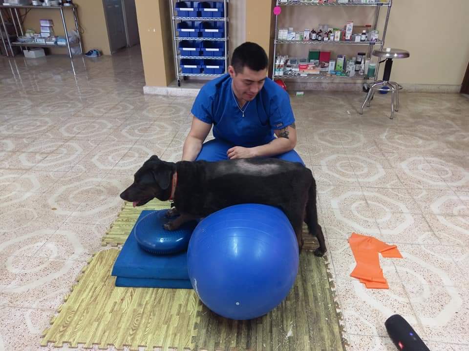 Murphy with Ivan doing physical therapy to strengthen his back legs.