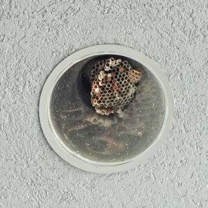 Wasp Nest